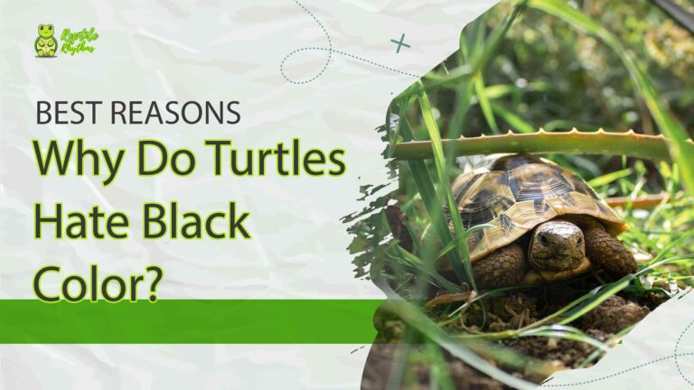 Why Do Turtles Hate Black Color? (Surprising Reasons 2024)