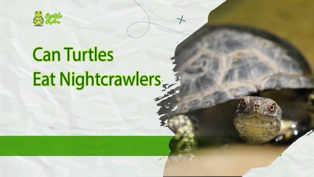 Can Turtles Eat Nightcrawlers 1024x576 