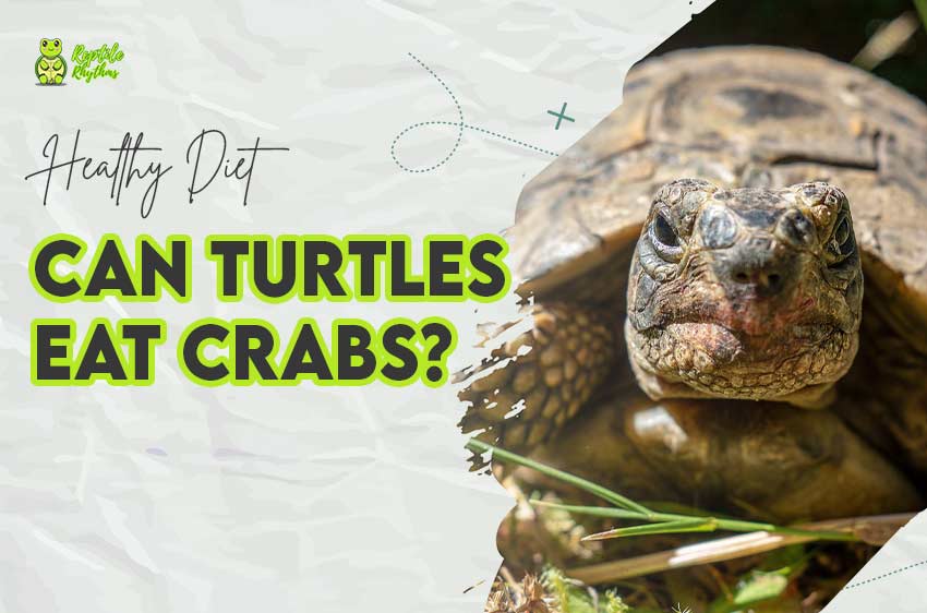 Do Turtles Eat Crabs 