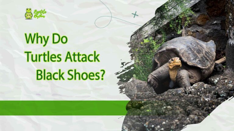 Why Do Turtles Attack Black Shoes? (Turtles Gone Rogue 2024)