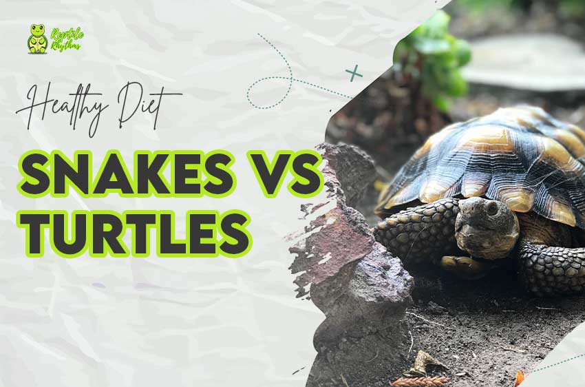 Do Turtles Eat Snakes 