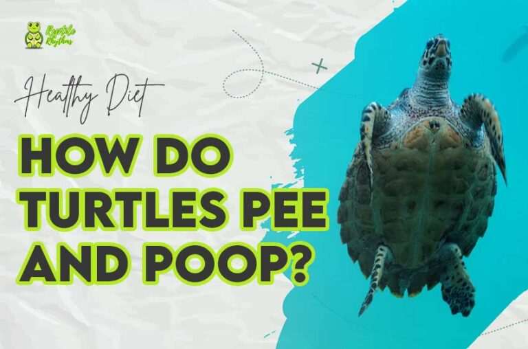 Turtle Toilets Exposed: How Do Turtles Pee and Poop? (2024)