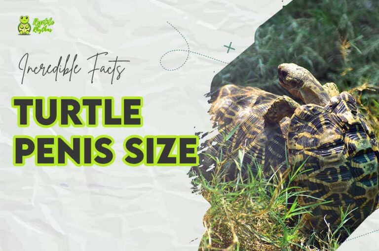 Unlocking Turtle Penis Size Secrets (Why It’s So Large 2024)