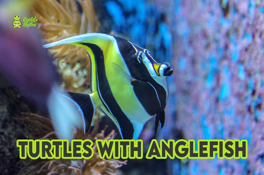 Can Turtle Live with Angelfish?