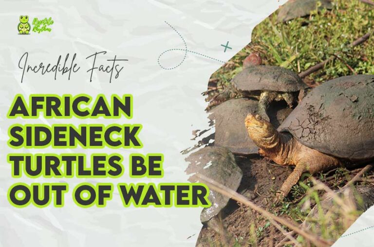 How Long Can African Sideneck Turtles Be Out of Water? 2024