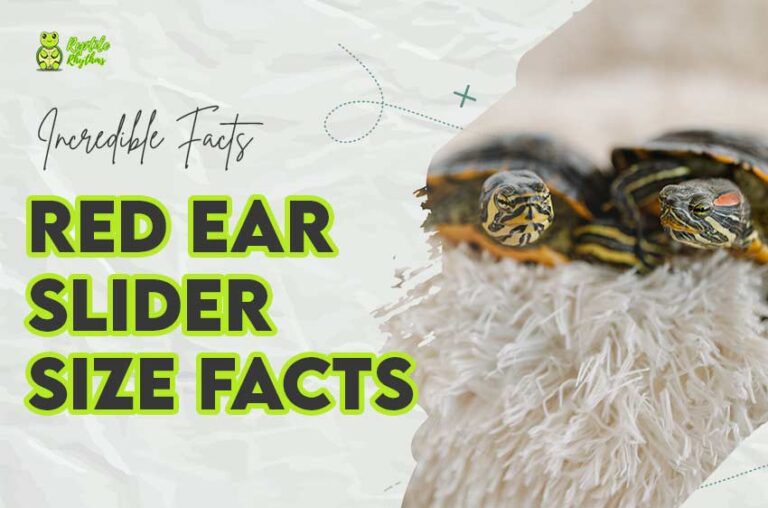 Do Red Ear Slider Turtles Stay Small? (Size Secrets of 2024)